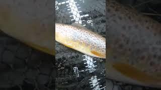 First ever wild Essex brown trout! #shorts #fishing #lurefishing