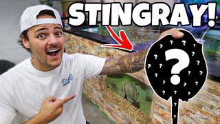 We FINALLY got a STINGRAY for My PREDATORY POND!!