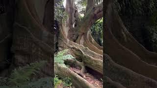 Have you ever seen a tree this big? Morton Bay Fig in Ponta Delgada on São Miguel island in Açores.