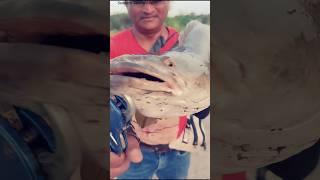 Big Monster Snake head fish catch || Marrel fishing#shorts