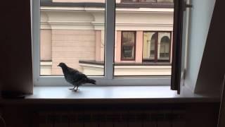 Pigeon in our office.