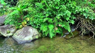 Sound of Fresh Underground Water, Soothe the Soul with Gentle Stream Sounds and Melody of Birdsong