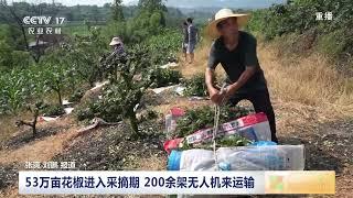 [三农长短说]三夏时节农事忙 重庆 53万亩花椒进入采摘期 200余架无人机来运输|农业致富经 Agriculture And Farming