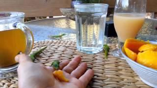 Geckos Lining Up to Eat From Our Hands