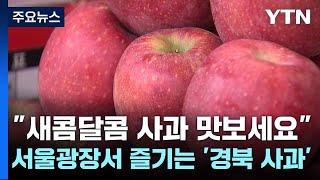 [경북] "새콤달콤 사과 맛보세요" 서울광장서 즐기는 '경북 사과' / YTN