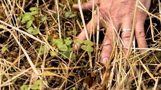 Ultimate No Till Food Plots