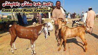 Rawat Bakra Mandi Rawalpindi Latest Update 15 October 2024