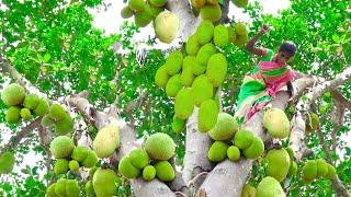 JACKFRUIT HARVESTING & EATING on the Jackfruit tree | Fresh jackfruits cutting and eating