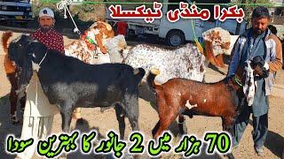 Friday Bakra Mandi Taxila Latest Update 13 December 2024