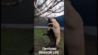 Питбули Dragon Life