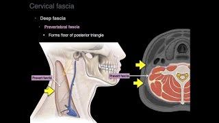 Cervical fascia