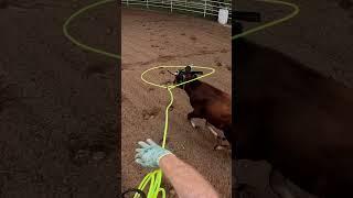 Roping Ol’ Son #teamroping #horse #roping #teamroper #barretthouser