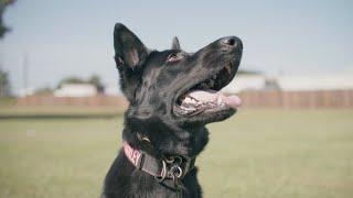 Meet the Georgia Police K9 Foundation