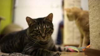 The Furry Buddy Guy: Handsome Tabby looking for a home, Lulu's Locker Rescue