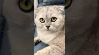 Sonya is a little manipulator  #cat