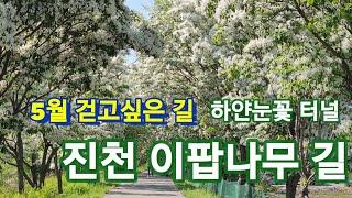 5월 걷기좋은 아름다운 길/진천 이팝나무 길/하얀눈꽃 이팝나무 명소/진천 가볼만한곳/어니의 힐링여행