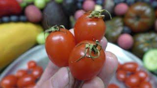 Datterini Tomatoes