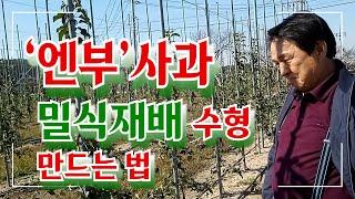 ‘엔부’사과 밀식재배 수형 만드는 법