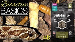 ARID CLEAN UP CREWS - Keeping Custodians in Desert Vivaria | Bioactive Basics #8