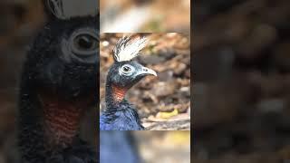 Congo Peacock#shorts #youtubeshorts