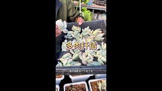 多肉植物砍头，扦插上盆很简单！