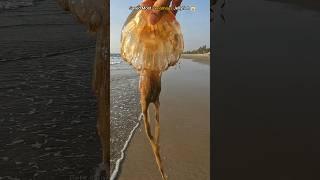 Brave act: Saving the world's most venomous jellyfish from shore 