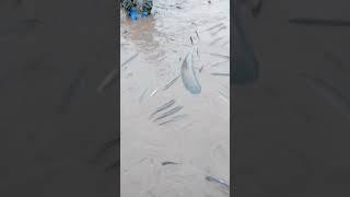 fishing, enormous, giant, Enormous giant fish, With Phann Phuy Fishing(1)