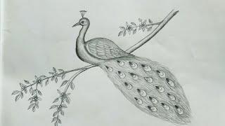 मोर का चित्र बनाना सीखें || How to Draw a Peacock very easy for beginner step by step ,Pencil Sketch