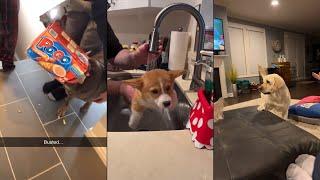 Dogs Doing Funny Things  Best of June 2024  Part 2