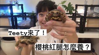 掌聲歡迎Teety！櫻桃紅腿登場｜It's a TORTOISE thing EP8