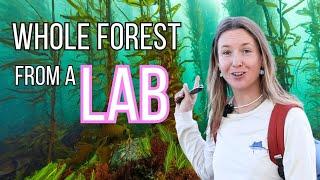 How will we Regrow the Giant Kelp Forests that died