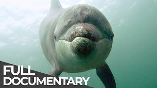 Ocean Stories 3 - Dolphins and Whales | Free Documentary