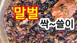 말벌에겐 마약 같은  ( 말벌퇴치 간단한 방법 !! )