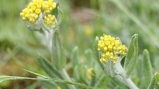 【野草散策】　春の花　「ハハコグサ」