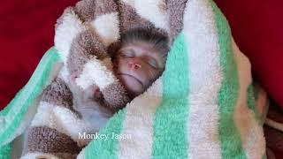 Swaddle A Newborn Baby, Tiny Monkey Jason Resting Deep Sleep In Swaddle Towel