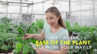 How to Harvest Kale