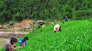 Clear Upland Rice Grass, Complete New Sink | Family Farm