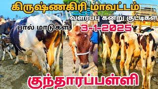 3-1-2025 kundarapalli Friday market Krishnagiri district வளர்ப்பு கன்று குட்டிகள் பால் மாடு விலை...