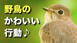 野鳥47種のかわいい行動をいくつか紹介！