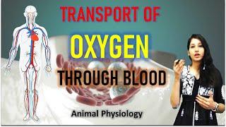 Transport of Oxygen I Bohr effect I Oxygen Hemoglobin Dissociation Curve NEET CSIRNET GATE JAM ICMR