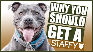 STAFFORDSHIRE BULL TERRIER! 5 Reasons Why YOU SHOULD GET a Staffy!