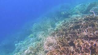 Snorkelling off Kofiau, Raja Ampat, Indonesia: A Slow Television View of Life Underwater