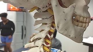 Cervical