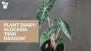 Plant Diary: Alocasia 'Pink Dragon'