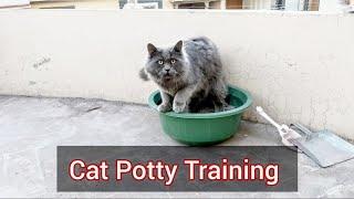 How to Train a Cat to use litter box | 2023 | Cat Toilet Training Chubby Meows #chubbymeows