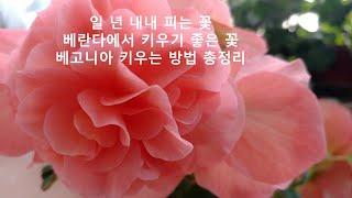 일 년 내내 피는 꽃 추천/향 베고니아 키우는 방법 총정리/베란다에서 키우기 좋은 꽃/분갈이 흙/#45