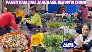 MENJUAL JAHE HASIL PANEN DIKEBUN SENDIRI, MAMA BAHAGIA DENGAN HASIL JUALNYA