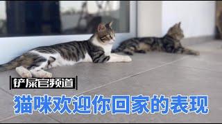 猫咪欢迎迎接主人回家的几种表现？猫主子迎接铲屎官回家