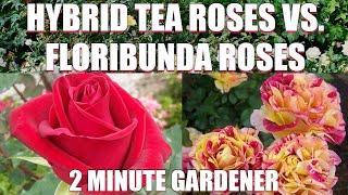 Hybrid Tea Roses vs  Floribunda Roses