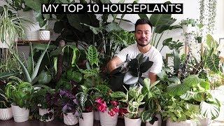 My Top 10 Favorite Houseplants | Fall 2018